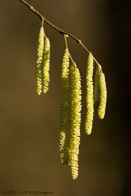 Corylus / Hazelaar