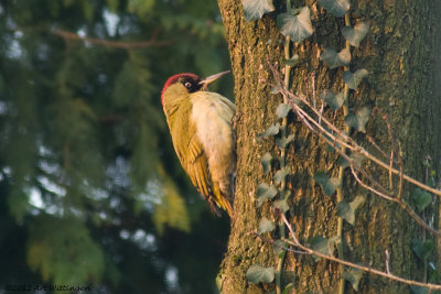 Picus Virdis / Groene Specht / Green Woodpecker