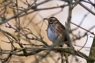 Turdus iliacus / Koperwiek / Redwing