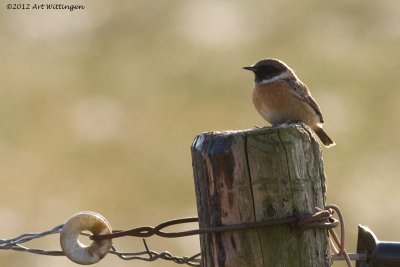 Saxicola Rubicola / Roodborsttapuit / European Stonechat