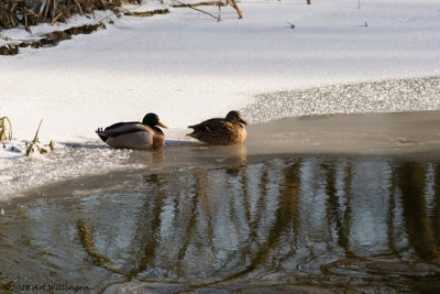 Anas Platyrhynchos / Wilde Eend / Mallard