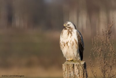 Buteo buteo / Buizerd / Common buzzard