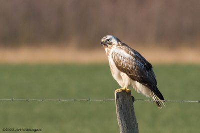 Buteo buteo / Buizerd / Common buzzard
