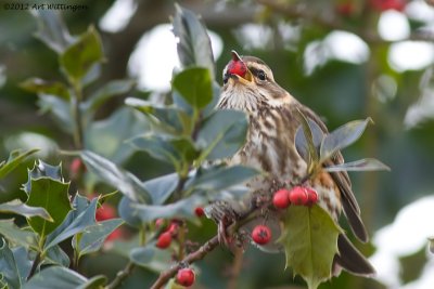 Turdus iliacus / Koperwiek / Redwing