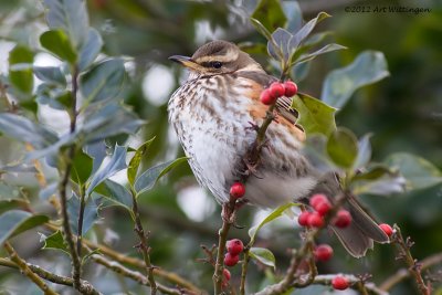 Turdus iliacus / Koperwiek / Redwing