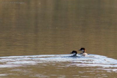 Mergus albellus / Nonnetje / Smew