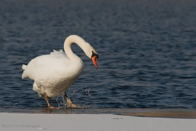 Cygnus Olor / Knobbelzwaan / Mute Swan