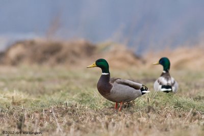 Anas Platyrhynchos / Wilde Eend / Mallard