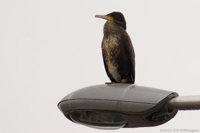 Phalacrocorax carbo / Aalscholver / Great Cormorant