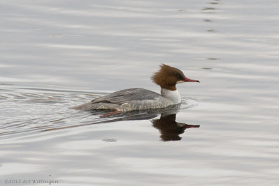 Mergus merganser / Grote Zaagbek / Goosander