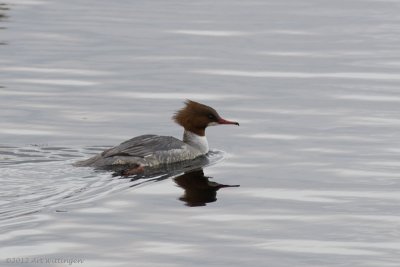 Mergus merganser / Grote Zaagbek / Goosander