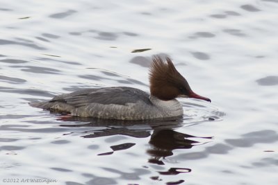 Mergus merganser / Grote Zaagbek / Goosander