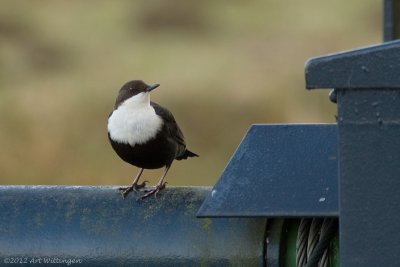 Cinclus cinclus cinclus / Zwartbuikwaterspreeuw / White-throated Dipper