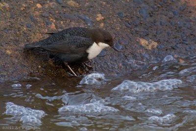 Cinclus cinclus cinclus / Zwartbuikwaterspreeuw / White-throated Dipper