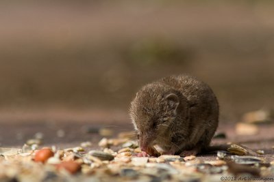 Crocidura leucodon / Huisspitsmuis / Greater White-toothed Shrew