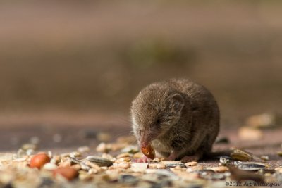 Crocidura leucodon / Huisspitsmuis / Greater White-toothed Shrew