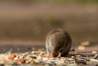 Crocidura leucodon / Huisspitsmuis / Greater White-toothed Shrew