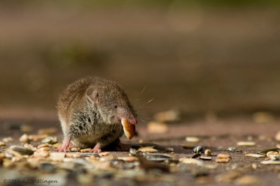 Huisspitsmuis / Greater White-toothed Shrew