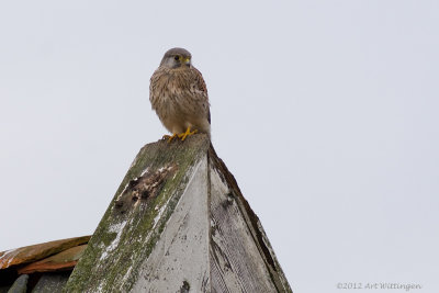 Falco Tinnunculus / Torenvalk / Kestrel