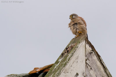 Falco Tinnunculus / Torenvalk / Kestrel