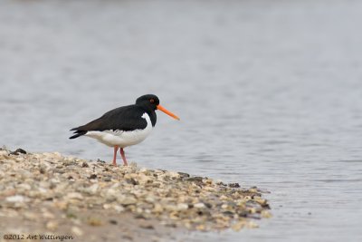 Haematopus Ostralegus / Scholekster / Eurasian Oystercatcher