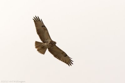 Buteo buteo / Buizerd / Common buzzard