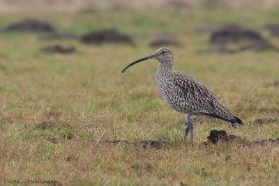 Numenius Arquata / Wulp / Eurasian Curlew