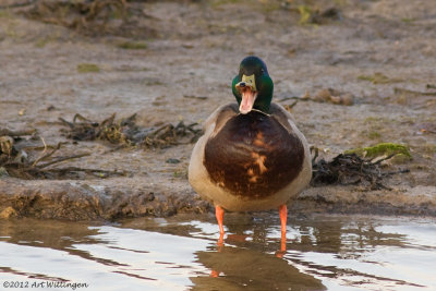 Anas Platyrhynchos / Wilde Eend / Mallard