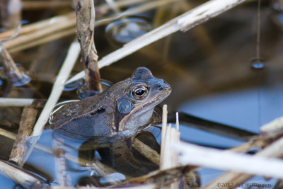 Rana temporaria / Bruine kikker / Grass Frog