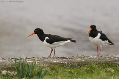 Haematopus Ostralegus / Scholekster / Eurasian Oystercatcher