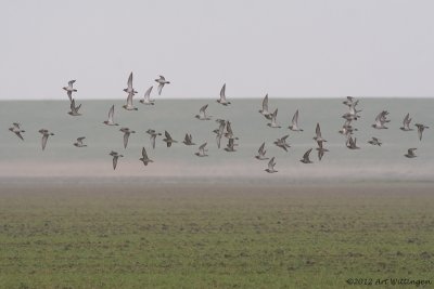 Pluvialis apricaria / Goudplevier / Golden Plover