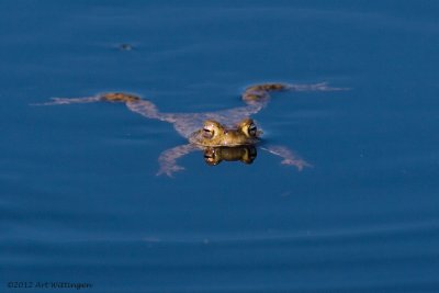 Bufo bufo / Gewone Pad / Common Toad