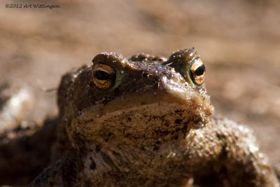 Bufo bufo / Gewone Pad / Common Toad