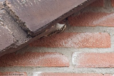 Certhia brachydactyla / Boomkruiper / Short-toed Treecreeper