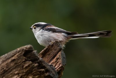 Aegithalos caudatus / Staartmees / Long-tailed Tit