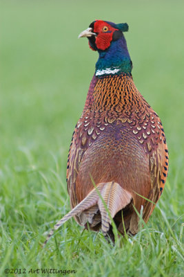 Fazant / Common Pheasant