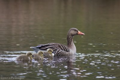 Anser anser / Grauwe gans / Greylag Goose