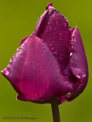 Tulp / Tulip
