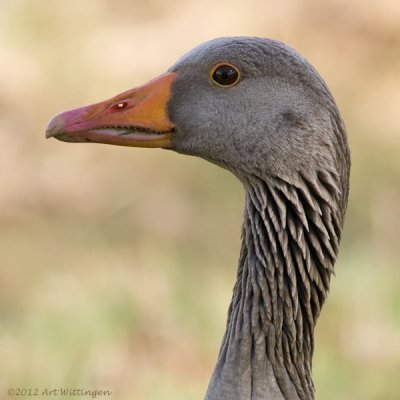 Anser anser / Grauwe gans / Greylag Goose