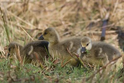 Anser anser / Grauwe gans / Greylag Goose