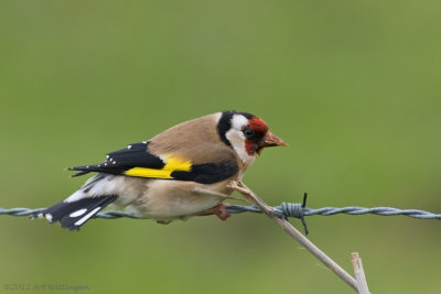 Carduelis carduelis / Putter / European Goldfinch