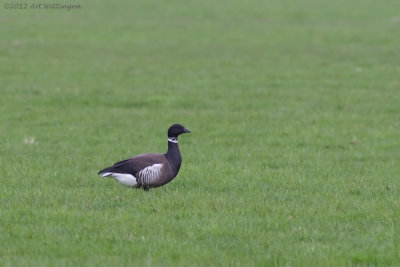Zwarte Rotgans / Black Brant Goose