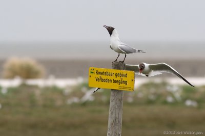 Chroicocephalus ridibundus / Kokmeeuw / Black headed Gull