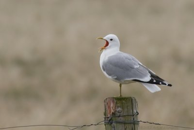 Larus Canus / Stormmeeuw / Common gull