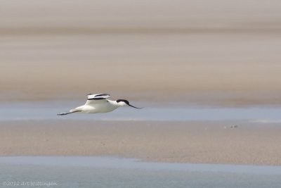 Recurvirostra avosetta / Kluut / Pied Avocet