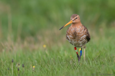 Limosa limosa / Grutto / Black-tailed Godwit