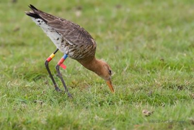 Limosa limosa / Grutto / Black-tailed Godwit