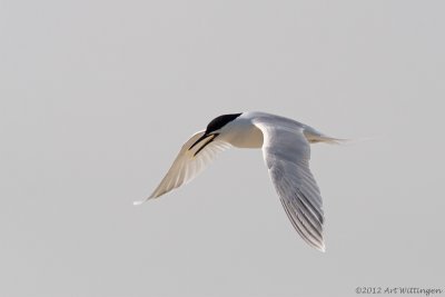 Grote Stern / Sandwich tern