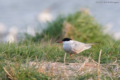 Sterna Hirundo / Visdief / Common Tern