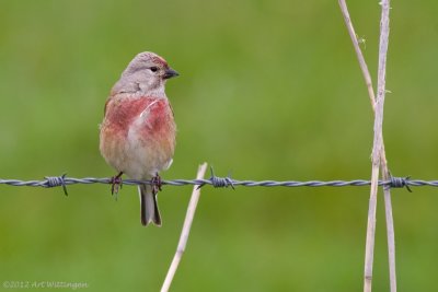 Carduelis Cannabina / Kneu / Common Linnet